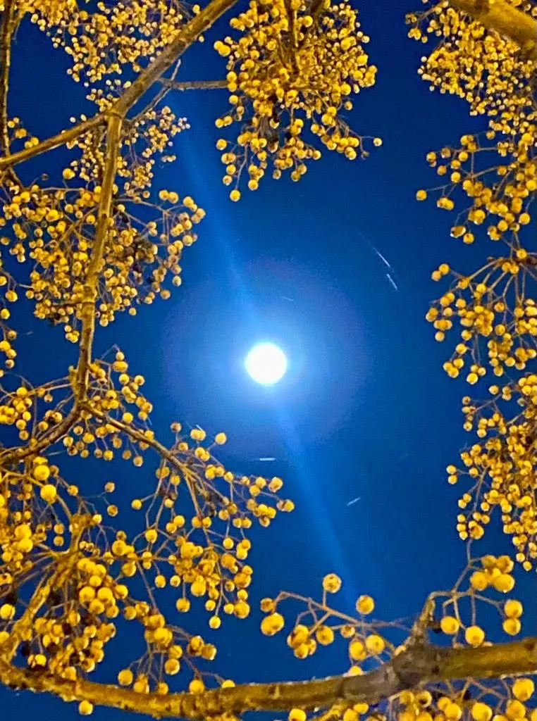 Poesía junio nueva Alfonso