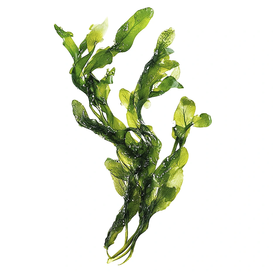 Alimentación trofológica